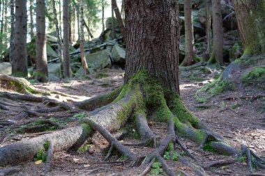 Resimli vahşi yaşam, ormanın yoğunluğu. Ağaçların köklerinde ve taşlarda güzel yeşil yosunlar
