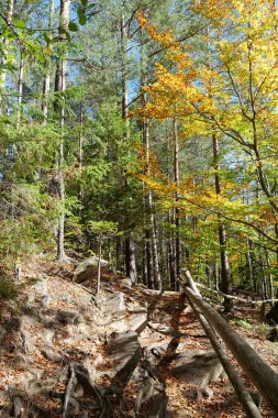 Dovbush yolu. Ormanlık dağ yamaçlarından geçerek Ukrayna 'nın Yaremche yakınlarındaki Dovbush Kayalıkları' na çıkıyor. Dovbush yolu Opryshky 'nin büyük lideri Oleksa Dovbush' un anısına yapıldı.