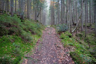 Güzel sonbahar ormanında yol. Yapraklar dökülüyor, ormanda kırmızı yapraklar uzanıyor, ağaçların dökülmesi.