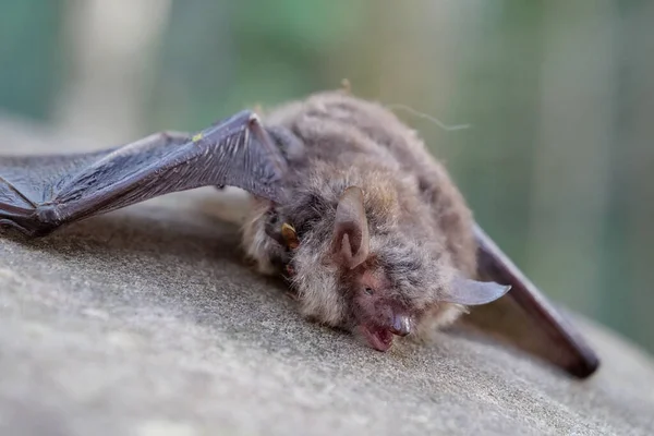 Νεκρή Νυχτερίδα Βρίσκεται Στην Πέτρα Του Δάσους Μύγα Κάθεται Πάνω — Φωτογραφία Αρχείου