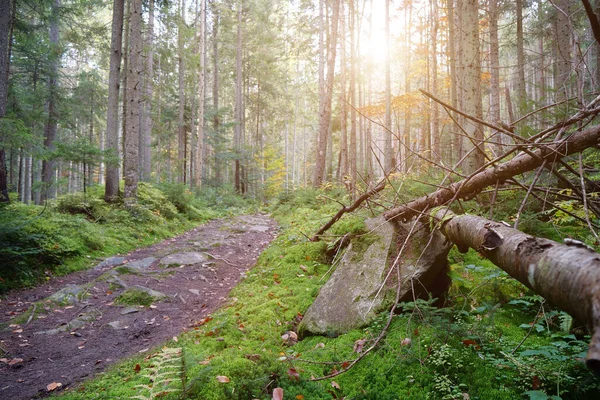 아름다운 숲에서 과푸른 이끼가 피콜로 — 스톡 사진
