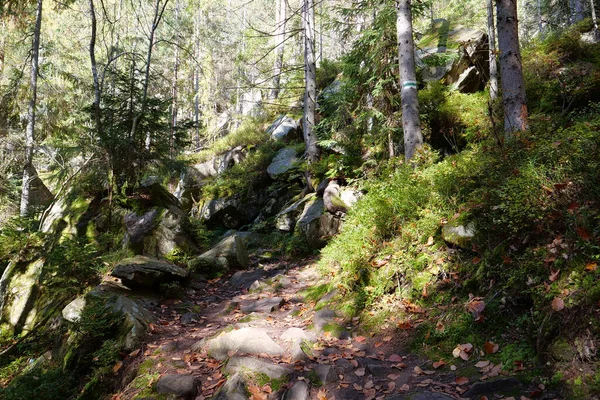 Bella Foresta Autunnale Nelle Montagne Dei Carpazi Natura Sorprendente Dei — Foto Stock
