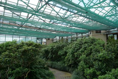 Beautiful green plants grows in hothouse. Healthy green trees in greenhouse, ecological balance and development of planet, natural clean production and nutrition. Protection of rare plant species