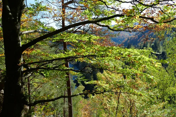 Dovbush Path Route Durch Bewaldete Berghänge Erhebt Sich Den Felsmassiven — Stockfoto