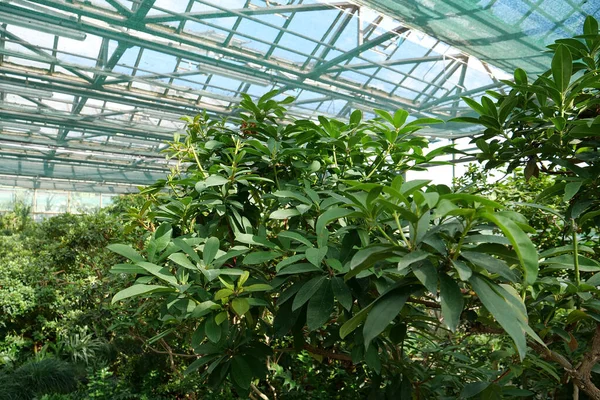 Beautiful Green Plants Grows Hothouse Healthy Green Trees Greenhouse Ecological — Stockfoto