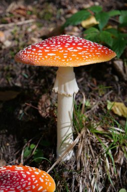 Büyük kırmızı sineklik sonbahar ağacında yetişir. Ormanın kalbinde resim gibi bir yer.