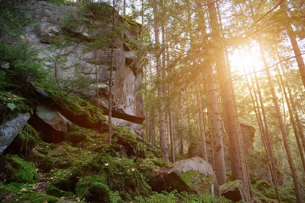 Мальовнича Дика Природа Товстий Ліс Скелі Зелений Мох Покрив Землю — стокове фото