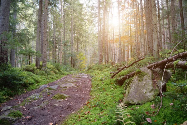 Sonnenuntergang Wunderschönen Wald Mit Nadelbäumen Und Grünem Moos Malerischer Ort — Stockfoto