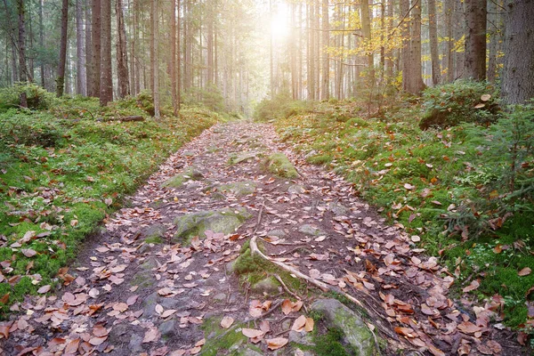 針葉樹林 緑の苔と美しい夕日の輝きを持つ秋の森 — ストック写真