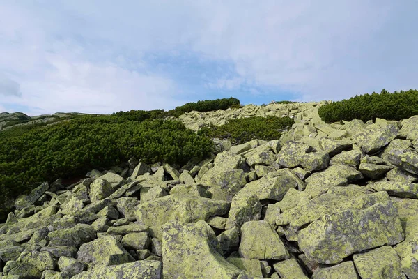 stock image Stones covered with yellow lichen in Gorgany - mountain range in Western Ukraine in Outer Eastern Carpathians, adjacent to Chornohora range