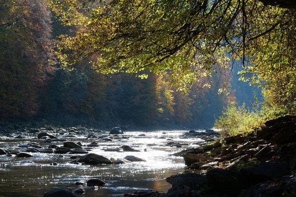 Живописное место. Красивая горная река с камнями, желтое осеннее дерево, склоняющееся над рекой, легкий ветер, листья падают с деревьев и яркое солнце отражается в воде. Осенние деревья сбрасывают листья