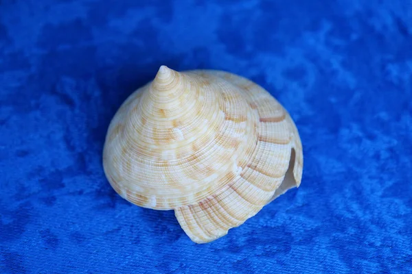 Shell Other Marine Animals — Stock Photo, Image