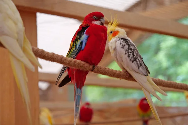 Papegoja Med Färgglada Fjädrar Sitter Rep Med Halvslutna Ögon — Stockfoto