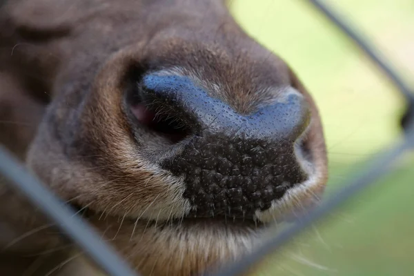 Deer Nose Extreme Close Stock Image