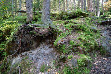 Güzel vahşi yaşam, ormanın yoğun, yeşil yosun kaplı zemin, dağa çıkan taş basamaklar, arka planda güzel güneş.