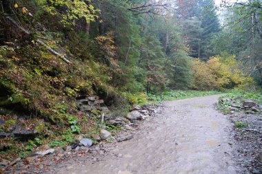 Karpat dağlarında güzel bir sonbahar ormanı. Ukrayna Karpatlarının şaşırtıcı doğası