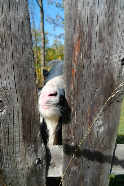 木製のフェンスの背後にあるヤギ — ストック写真