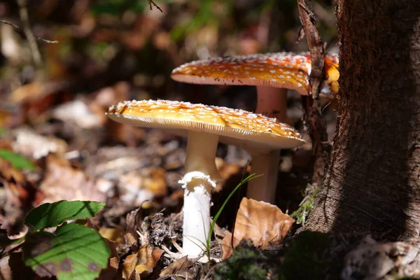 Par Cogumelos Bonitos Mas Não Comestíveis Cresce Floresta Outono — Fotografia de Stock