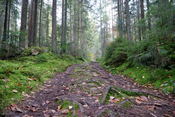Wanderweg Schönen Herbstlichen Wald Laubabfall Rotes Laub Liegt Auf Dem — Stockfoto