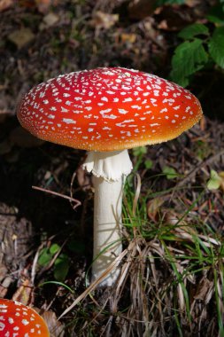 Büyük kırmızı sineklik sonbahar ağacında yetişir. Ormanın kalbinde resim gibi bir yer.