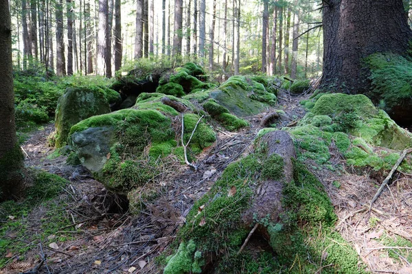 美丽的野生动物 茂密的森林 石头和树根上美丽的绿色苔藓 — 图库照片