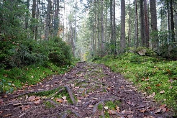 Chemin Dans Forêt Automne Chute Des Feuilles Feuillage Rouge Trouve — Photo
