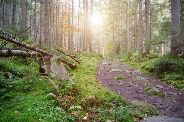 Sehr Schöner Wald Malerischer Ort Wald Schöner Herbstwald Und Sonnenuntergang — Stockfoto