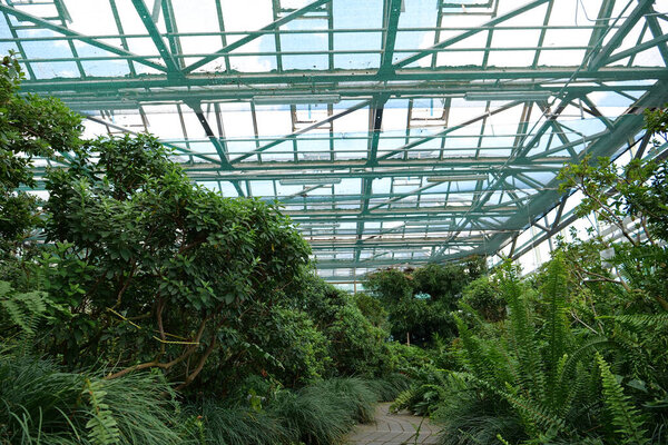 Healthy green trees grows in greenhouse, ecological balance of planet, natural clean production and nutrition