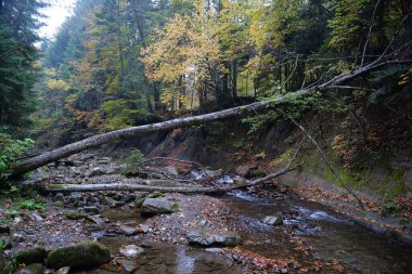 Karpat Dağları 'ndaki Zhenets nehri, Karpatlar Ulusal Parkı, Batı Ukrayna' daki Gorgany dağ sırtı.