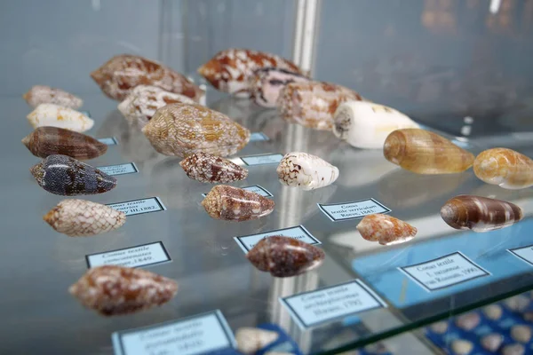 Kyiv Ukraine 2023年11月13日 キエフ国立経済博物館中央展示場におけるサンゴ 貝殻などの海洋生物の展示 — ストック写真