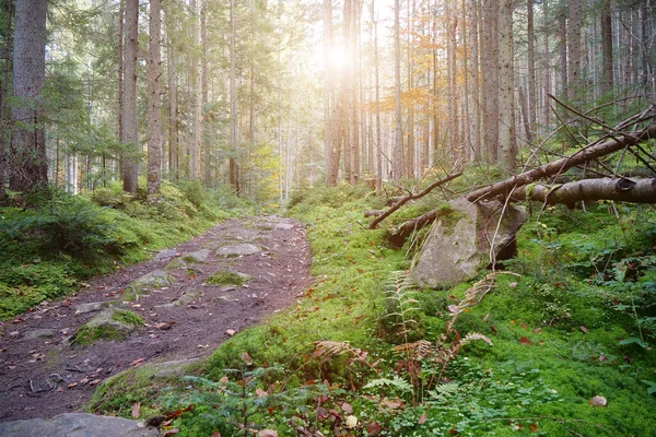 Malerischer Ort Wald Schöner Herbstwald Mit Nadelbäumen Grünem Moos Und — Stockfoto
