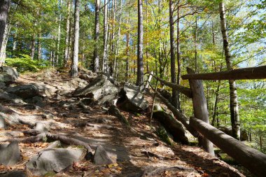 Dovbush yolu. Ormanlık dağ yamaçlarından geçerek Ukrayna 'nın Yaremche yakınlarındaki Dovbush Kayalıkları' na çıkıyor. Dovbush yolu Opryshky 'nin büyük lideri Oleksa Dovbush' un anısına yapıldı.