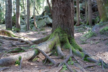 Resimli vahşi yaşam, ormanın yoğunluğu. Ağaçların köklerinde ve taşlarda güzel yeşil yosunlar
