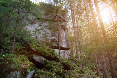 Resimli vahşi yaşam, ormanın yoğunluğu, kayalar, yeşil yosun kaplı toprak ve taşlar, güzel batan güneş