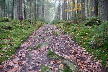 Sonbahar ormanlarında yol, yapraklar dökülür. Kırmızı yapraklar ormanda bir patikanın üzerinde duruyor.