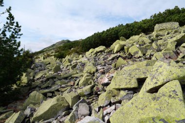 Gorgany 'de sarı liken taşları. Batı Ukrayna' da Chornohora sınırına komşu Doğu Karpatlar 'daki dağ sıraları. Syniak Dağı 'na bak, 1665 metre