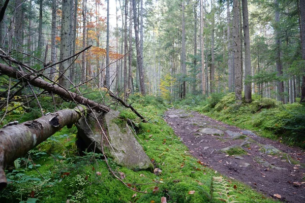 Sentier Dans Belle Forêt Automne Chute Des Feuilles Feuillage Sur — Photo