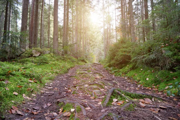 Gyönyörű Naplemente Őszi Erdőben Levélhullás Lombtalanítás — Stock Fotó