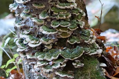 bir ağaç büyüyen yeşil mantar