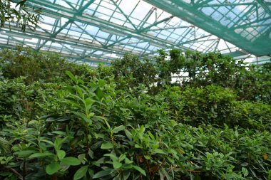 Green plants grows in greenhouse. Cultivation and protection of rare plant species listed in the Red Book. Green trees in hothouse, environmental safety and reliability