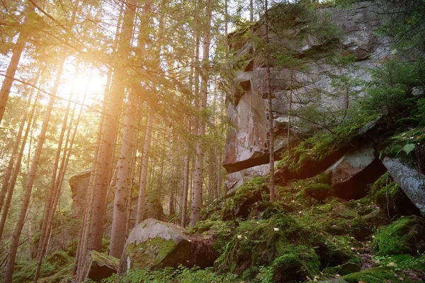 絵のように美しい野生動物 緑の苔で覆われた地面と石 美しい夕日 — ストック写真