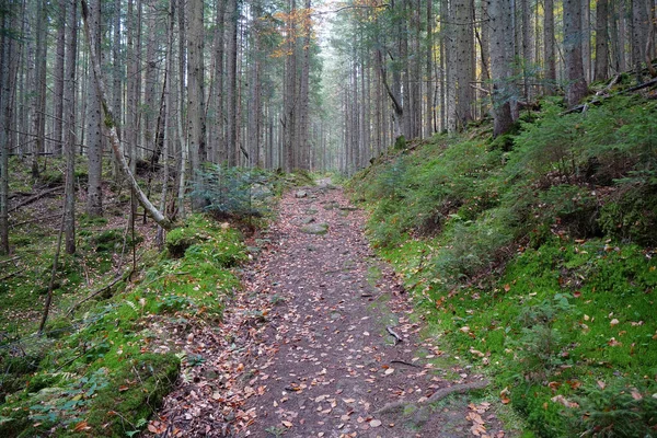 Pfad Schönen Herbstholz Laubabfall Rotes Laub Liegt Auf Wanderweg Wald — Stockfoto