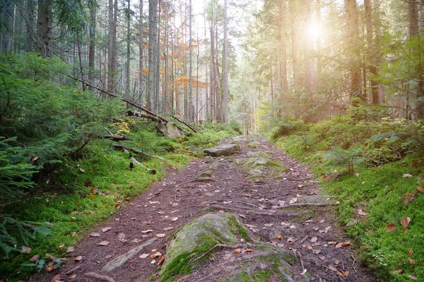 Gyönyörű Lenyugvó Nap Erdőben Tűlevelű Fákkal Zöld Mohával — Stock Fotó