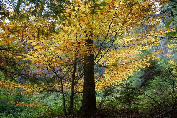 Belle Forêt Automne Dans Les Montagnes Des Carpates Nature Étonnante — Photo