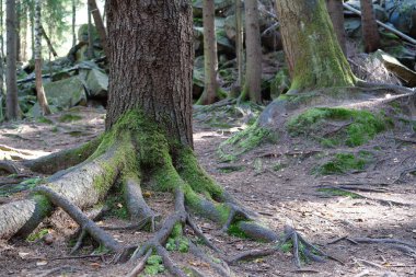 Resimli vahşi yaşam, ormanın yoğunluğu. Ağaçların köklerinde ve taşlarda güzel yeşil yosunlar