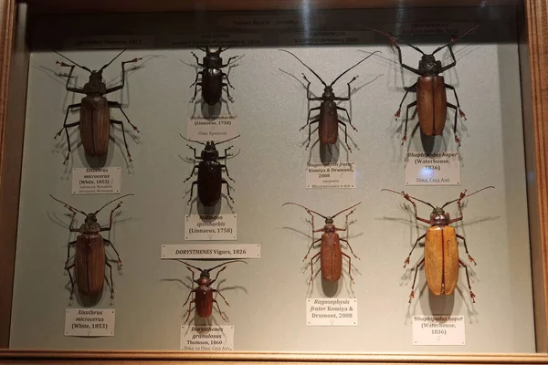 Kyiv Ucrania Julio 2022 Colección Entomológica Escarabajos Raros Diferentes Países —  Fotos de Stock