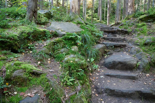 Gyönyörű Vadvilág Sűrű Erdő Zöld Moha Borított Föld Lépcsők Vezet — Stock Fotó