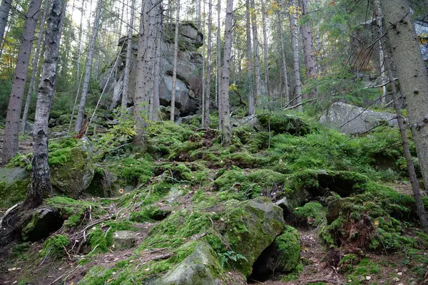 乌克兰Yaremche市附近的Dovbush岩石 矮树丛小路 穿过森林覆盖的山坡的路线 上升到岩石堆 Dovbush路径是为了纪念Opryshky的伟大领袖Oleksa Dovbush而创建的 — 图库照片
