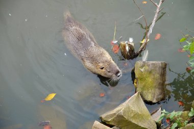 Coypu gölette yüzer.