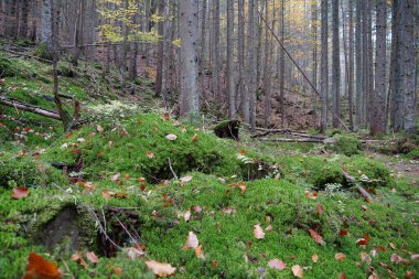 Karpat dağlarında güzel bir sonbahar ormanı. Ukrayna Karpatlarının şaşırtıcı doğası